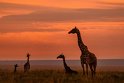087 Masai Mara, giraffen